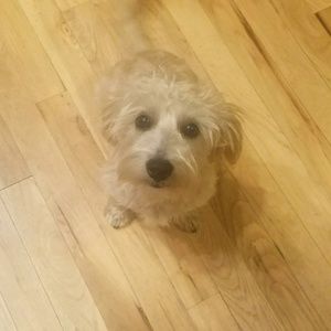 Meet your Posher, Lacey